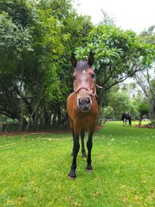 Hope Hill Centre Horses in garden 4